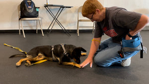 Cooperative Care Course for Dogs - Part One - (Starts Friday, June 3, 2022)
